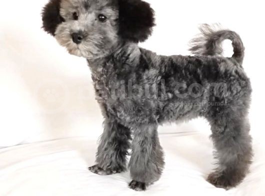 Nadir Bulunan Silver Toy Poodle Yavruları