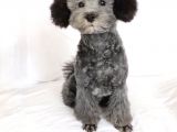 Nadir Bulunan Silver Toy Poodle Yavruları