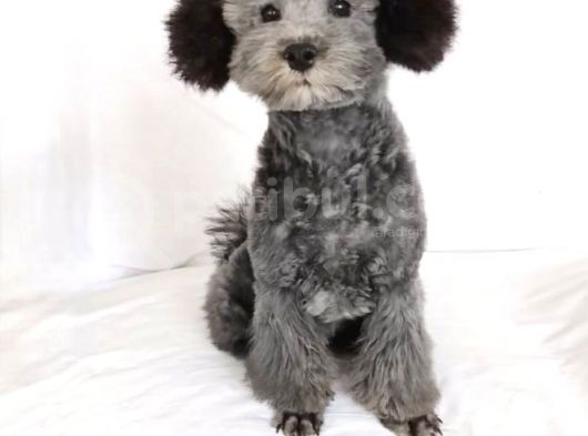 Nadir Bulunan Silver Toy Poodle Yavruları görsel