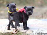 Orjinal Staffordshire Bull Terrier Yavruları