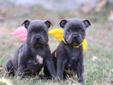 Orjinal Staffordshire Bull Terrier Yavruları