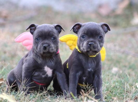 Orjinal Staffordshire Bull Terrier Yavruları görsel