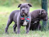 Orjinal Staffordshire Bull Terrier Yavruları
