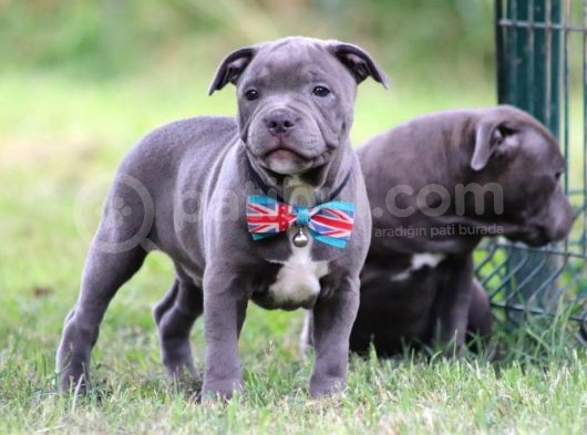 Orjinal Staffordshire Bull Terrier Yavruları görsel