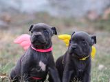Orjinal Staffordshire Bull Terrier Yavruları