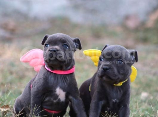 Orjinal Staffordshire Bull Terrier Yavruları görsel