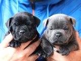 Orjinal Staffordshire Bull Terrier Yavruları