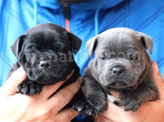 Orjinal Staffordshire Bull Terrier Yavruları görsel
