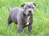 Orjinal Staffordshire Bull Terrier Yavruları