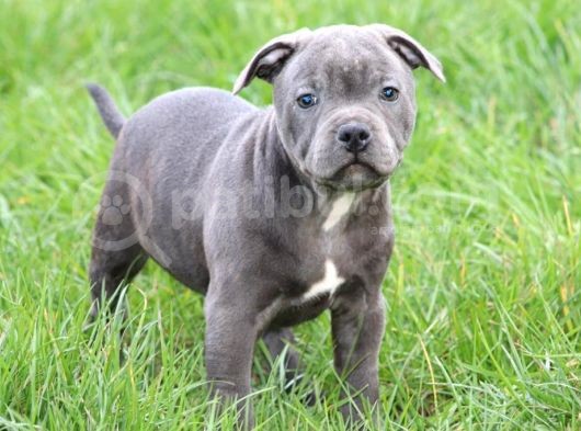 Orjinal Staffordshire Bull Terrier Yavruları görsel