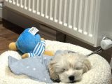 Ücretsiz Sahiplendirme Orjinal Maltese Terrier