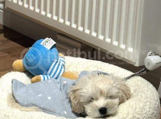 Ücretsiz Sahiplendirme Orjinal Maltese Terrier görsel