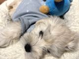 Ücretsiz sahiplendirme orjinal maltese terrier