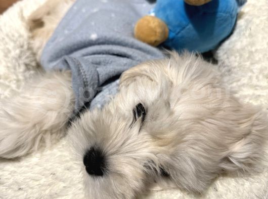 Ücretsiz Sahiplendirme Orjinal Maltese Terrier