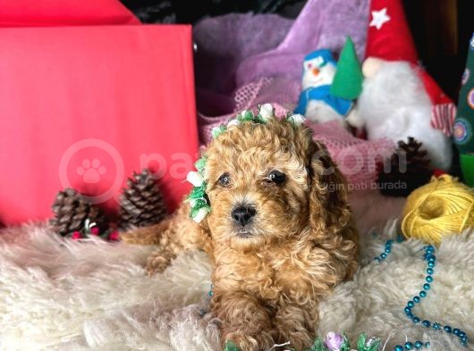 Irk Ve Sağlik Garanti̇li̇ Show Kali̇te Toy Poodle Bebekler görsel