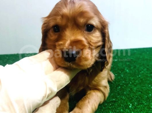 Cocker Yavrularimiz Evi̇ni̇zi̇n Neşesi̇ Olacaktir