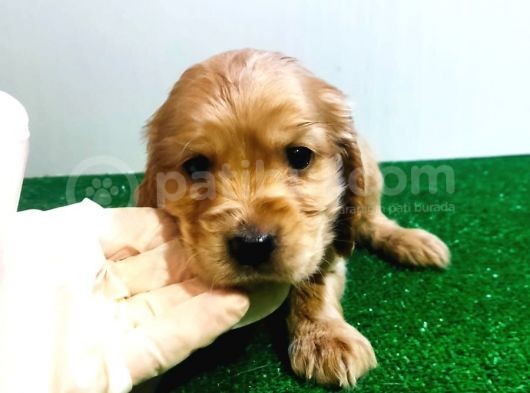 Cocker Yavrularimiz Evi̇ni̇zi̇n Neşesi̇ Olacaktir görsel