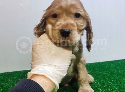 Cocker Yavrularimiz Evi̇ni̇zi̇n Neşesi̇ Olacaktir görsel