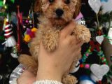 Orjinal Toy Poodle Yavrular