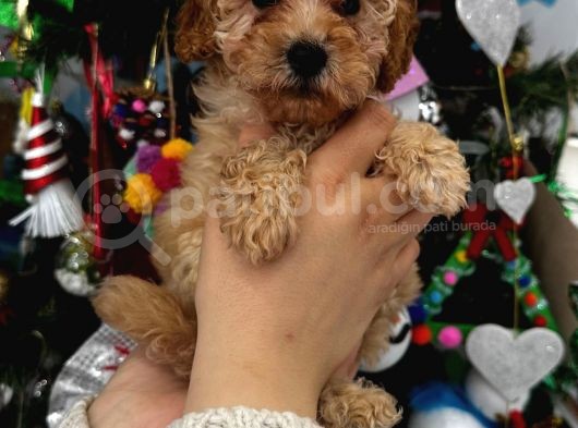 Orjinal Toy Poodle Yavrular görsel