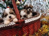 Shih Tzu Yavrularim