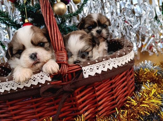 Shih Tzu Yavrularim görsel