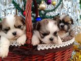Shih Tzu yavrularim