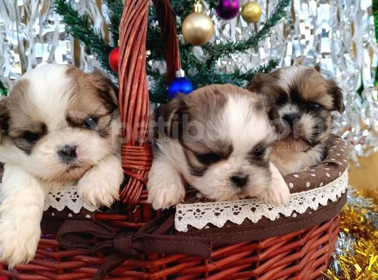 Shih Tzu Yavrularim