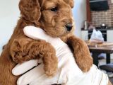 Erkek Toy Poodle Yavruları