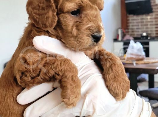 Erkek Toy Poodle Yavruları görsel