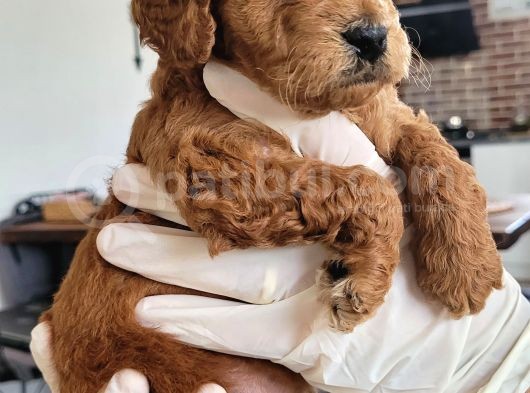 Erkek Toy Poodle Yavruları görsel
