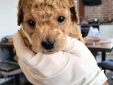 Erkek Toy Poodle Yavruları