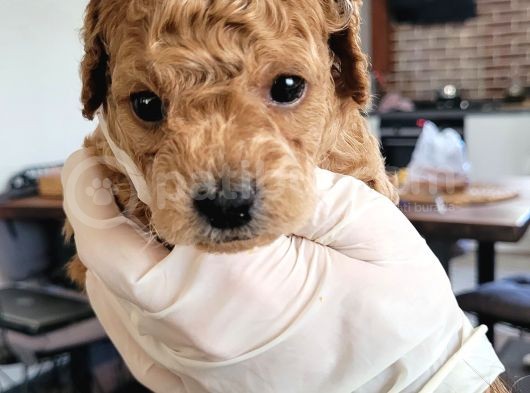 Erkek Toy Poodle Yavruları görsel