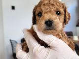Erkek Toy Poodle Yavruları