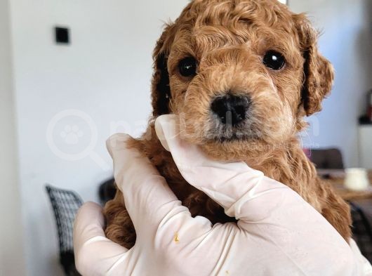 Erkek Toy Poodle Yavruları görsel