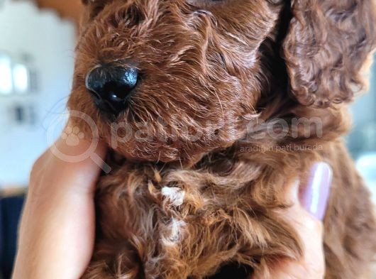 Erkek Toy Poodle Yavruları