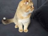 Scottish Ny11 Golden Erkek Kedi