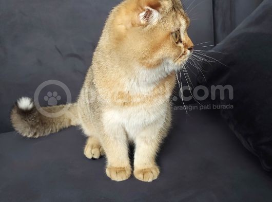 Scottish Ny11 Golden Erkek Kedi görsel