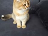 Scottish Ny11 Golden Erkek Kedi