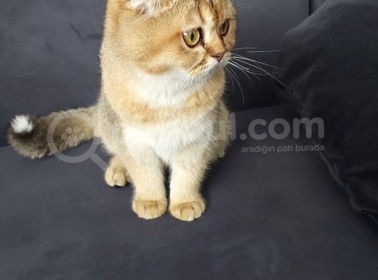 Scottish Ny11 Golden Erkek Kedi görsel