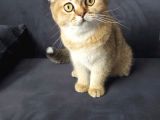 Scottish Ny11 Golden Erkek Kedi