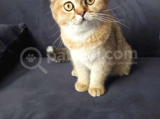 Scottish Ny11 Golden Erkek Kedi görsel