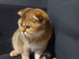 Scottish Ny11 Golden Erkek Kedi