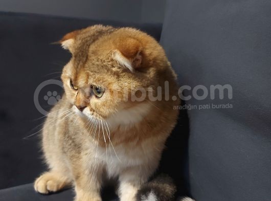 Scottish Ny11 Golden Erkek Kedi görsel