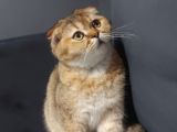 Scottish NY11 GOLDEN erkek kedi
