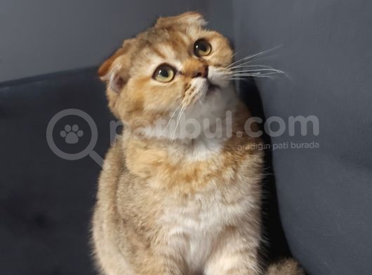 Scottish Ny11 Golden Erkek Kedi