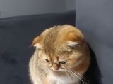 Scottish Ny11 Golden Erkek Kedi