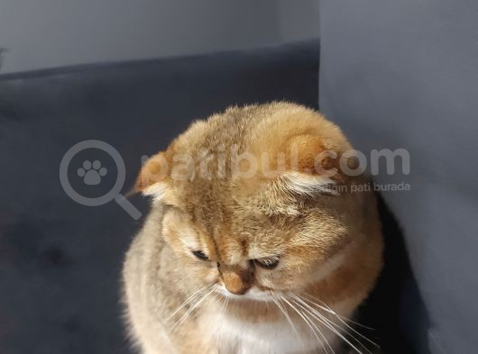 Scottish Ny11 Golden Erkek Kedi görsel