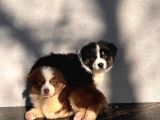 Australian Shepherd Ausi̇e Yavrular