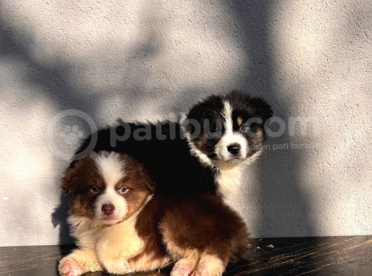 Australian Shepherd Ausi̇e Yavrular görsel